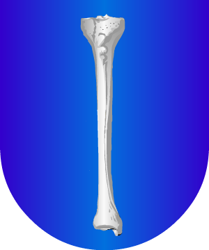 ESCUDO SIGUIENTE